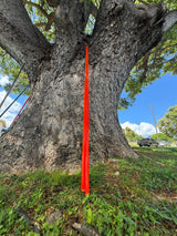 13’6” T30 Carbon Ulua Pole